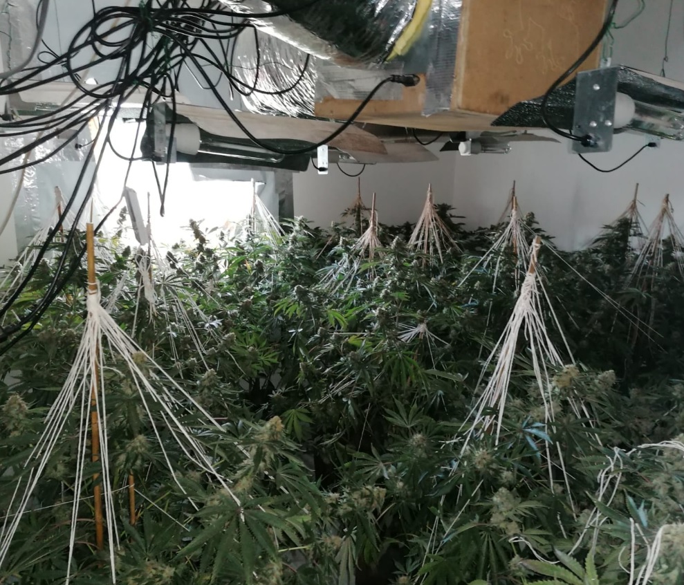 Image of cannabis grow 
