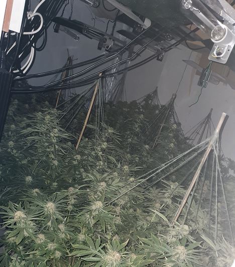 cannabis Burton