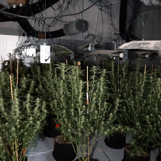 Part of the cannabis grow found at the start