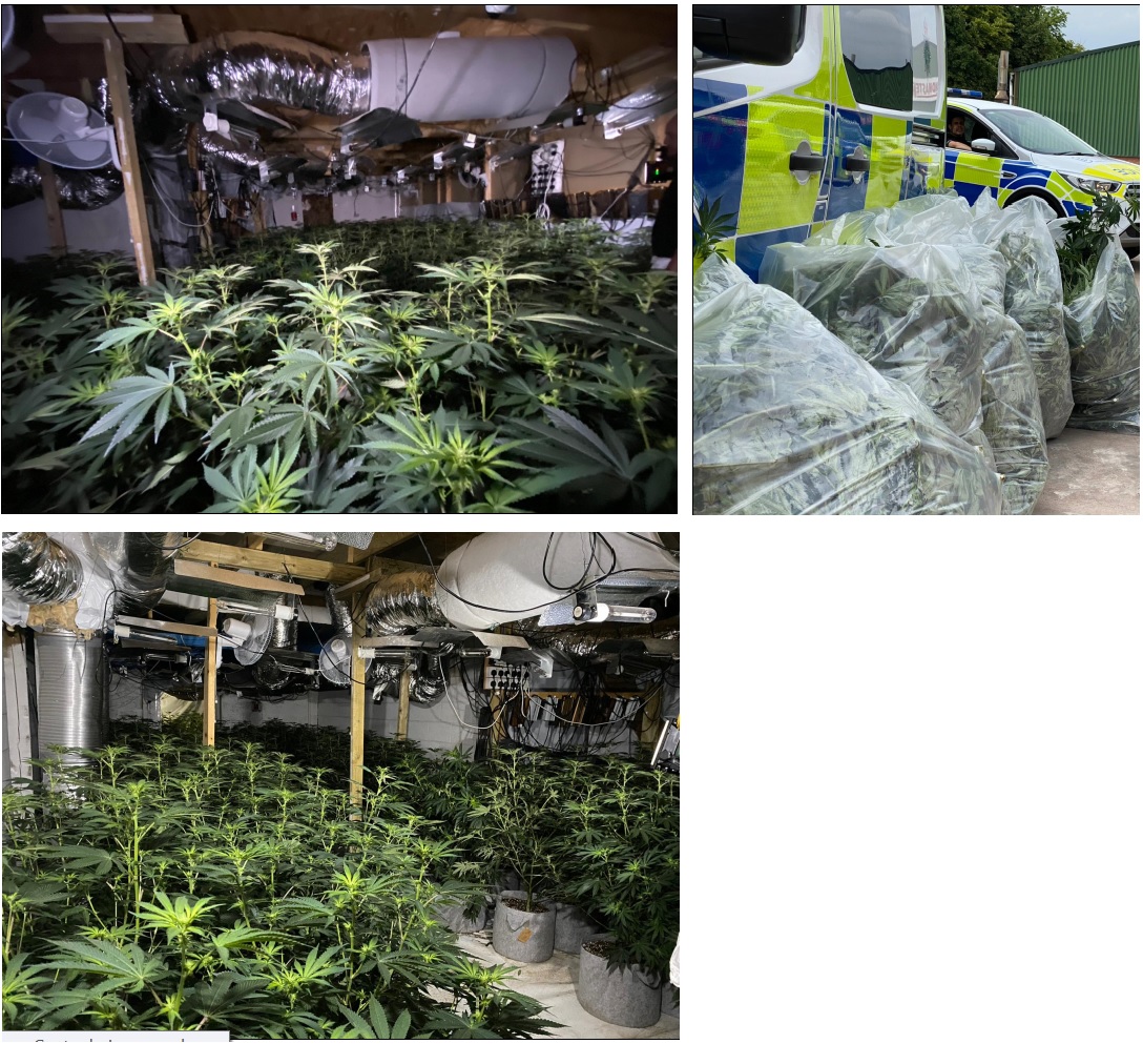 Images of the cannabis discovery 