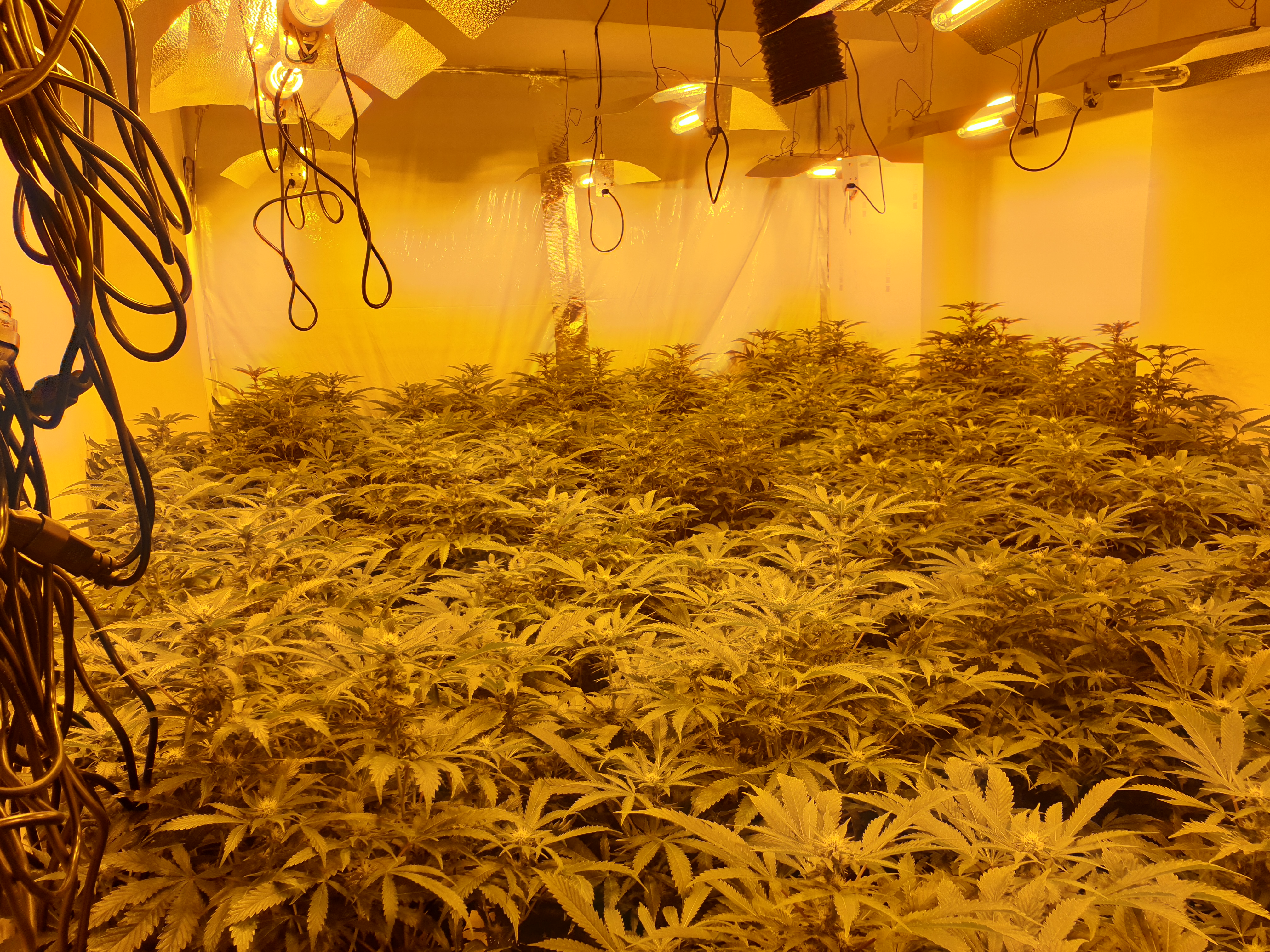 The grow found by officers at the scene 