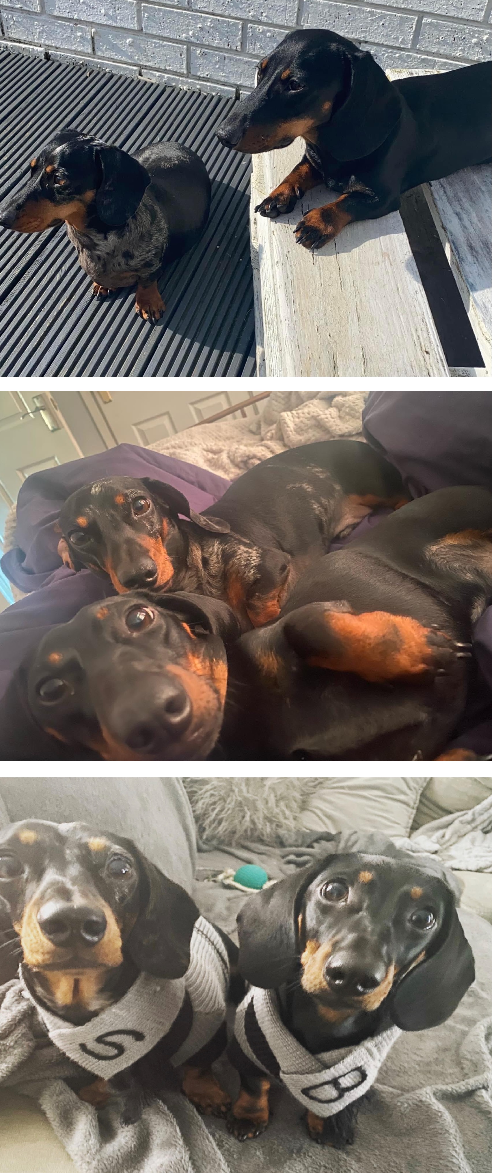 Composite image of the miniature dachshunds