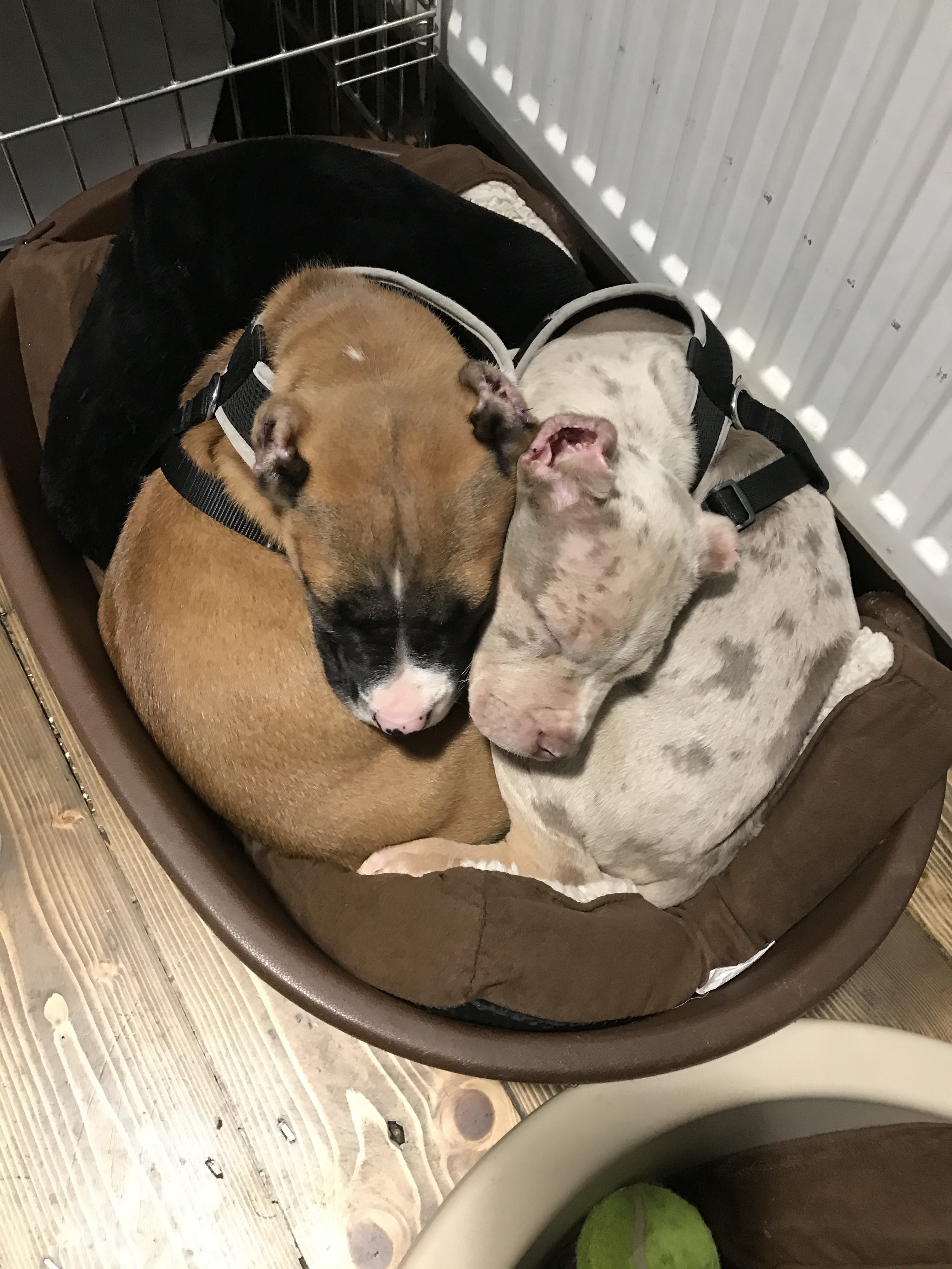 Puppies after they had recovered
