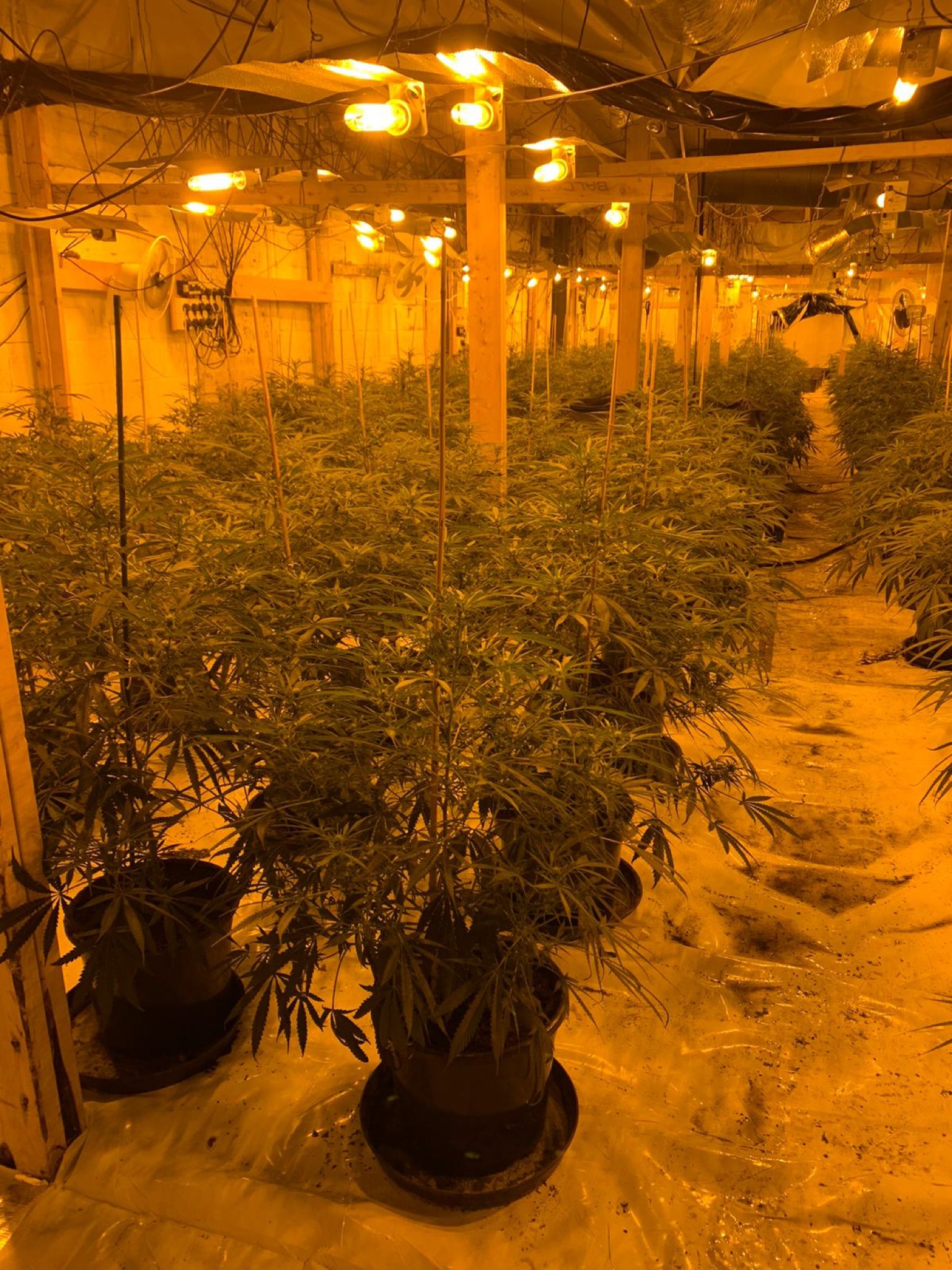 Hanley cannabis find