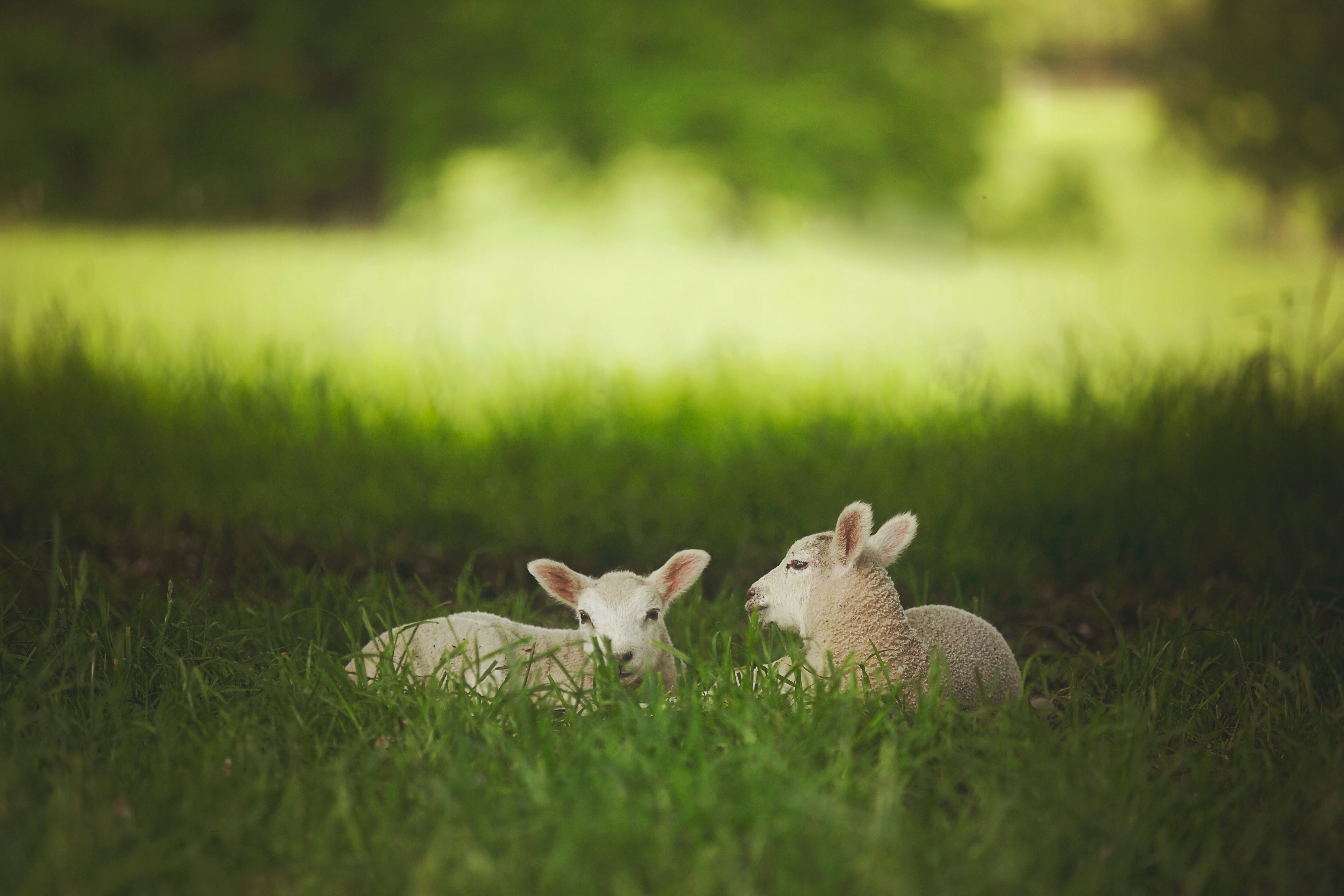 Lambs in field 