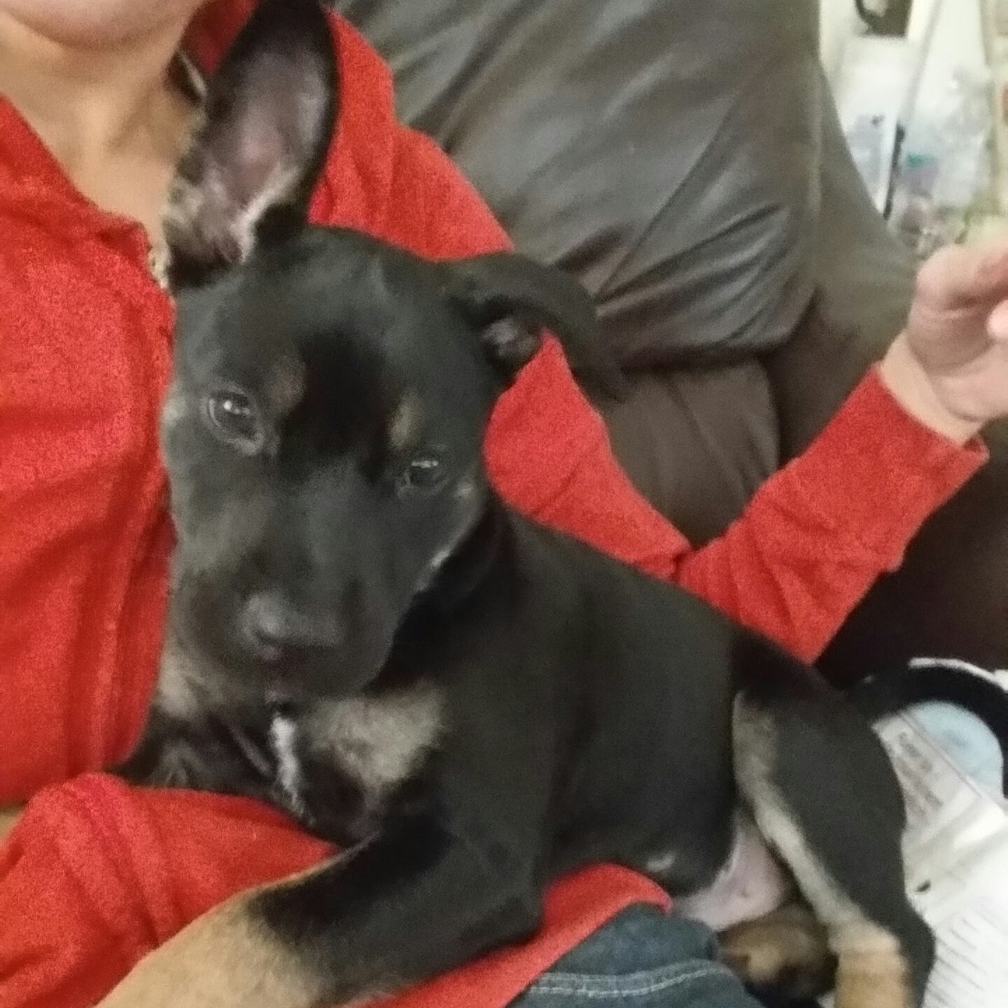 black and brown puppy