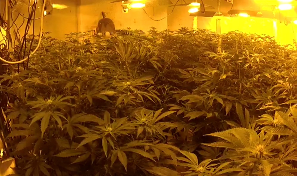 Cannabis plants