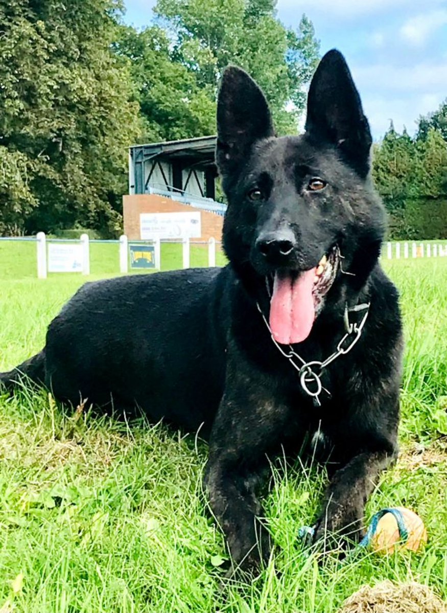 Police Dog Tiger