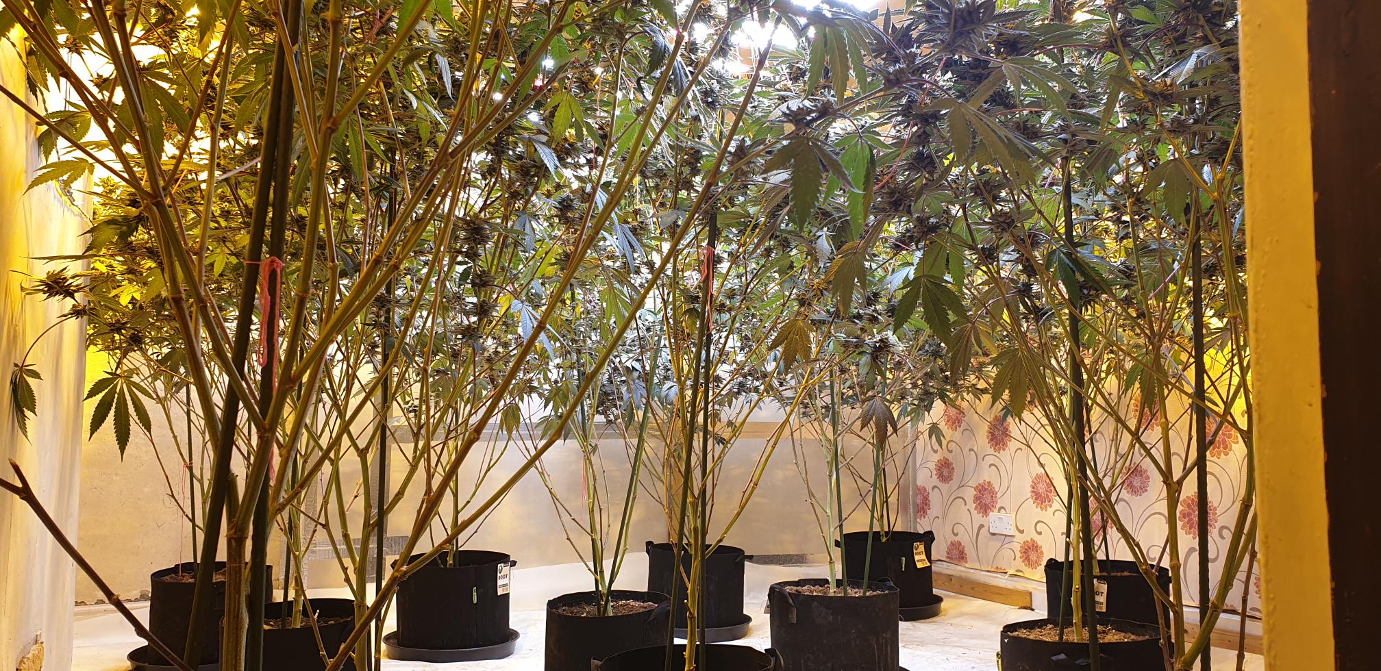 Cannabis grow