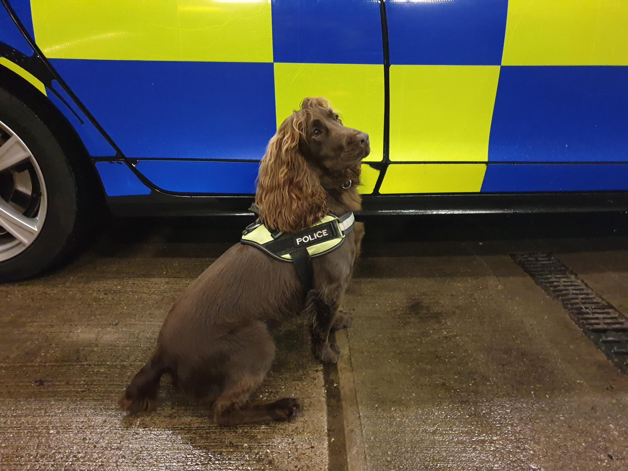 PD Buddy