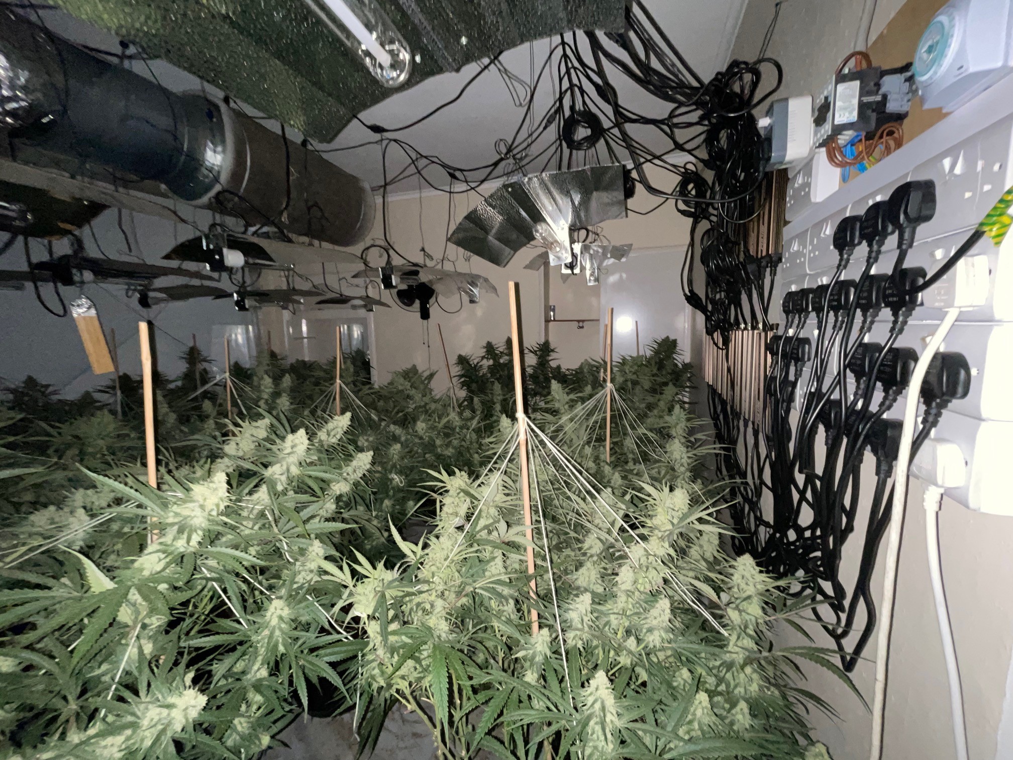 Picture from the scene showing active cannabis grow