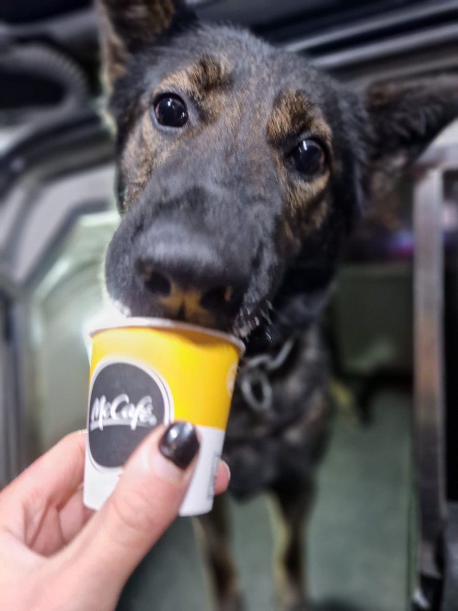 PD Bones