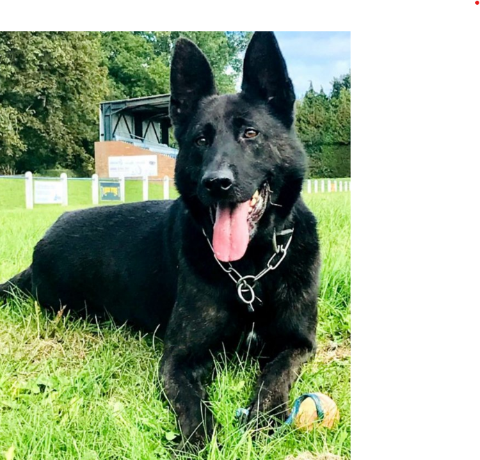 PD Tiger