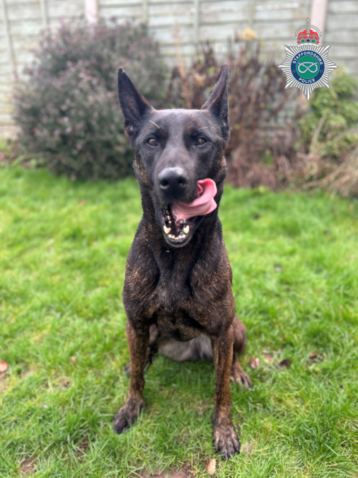PD Vixen
