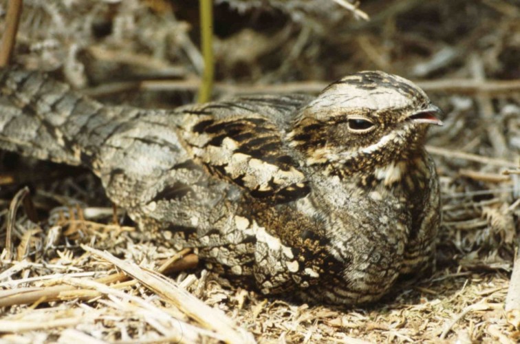 Nightjar image