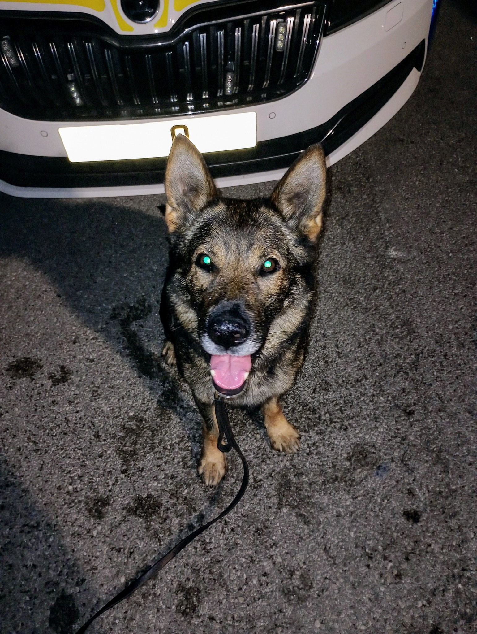 Police Dog Joschi