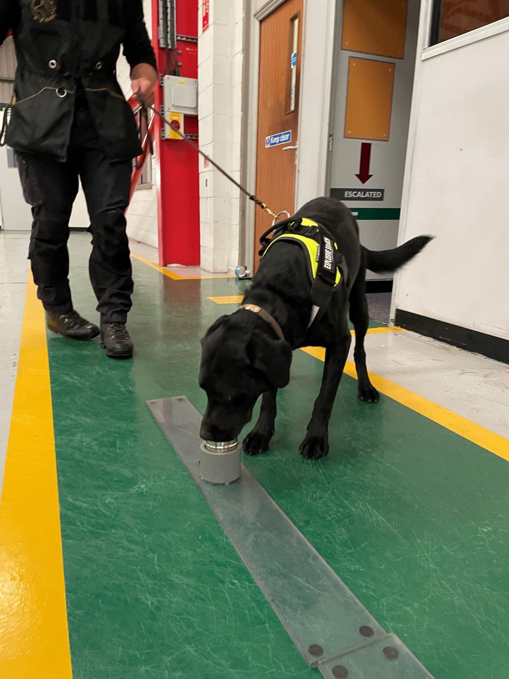 Dog training