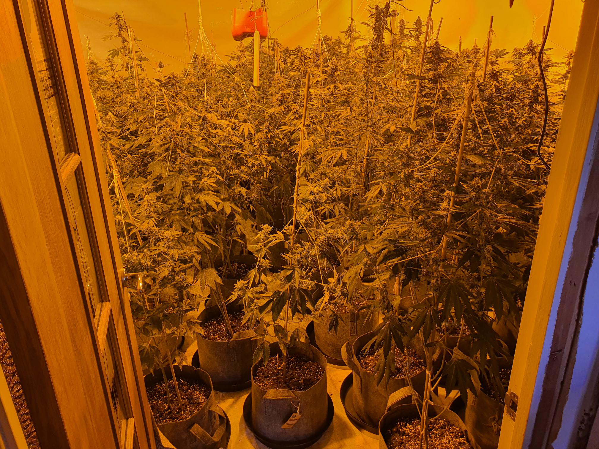 cannabis plants