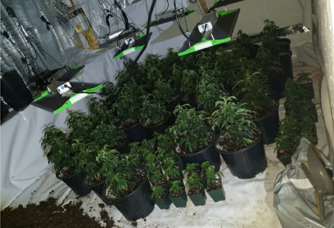 Cannabis plants