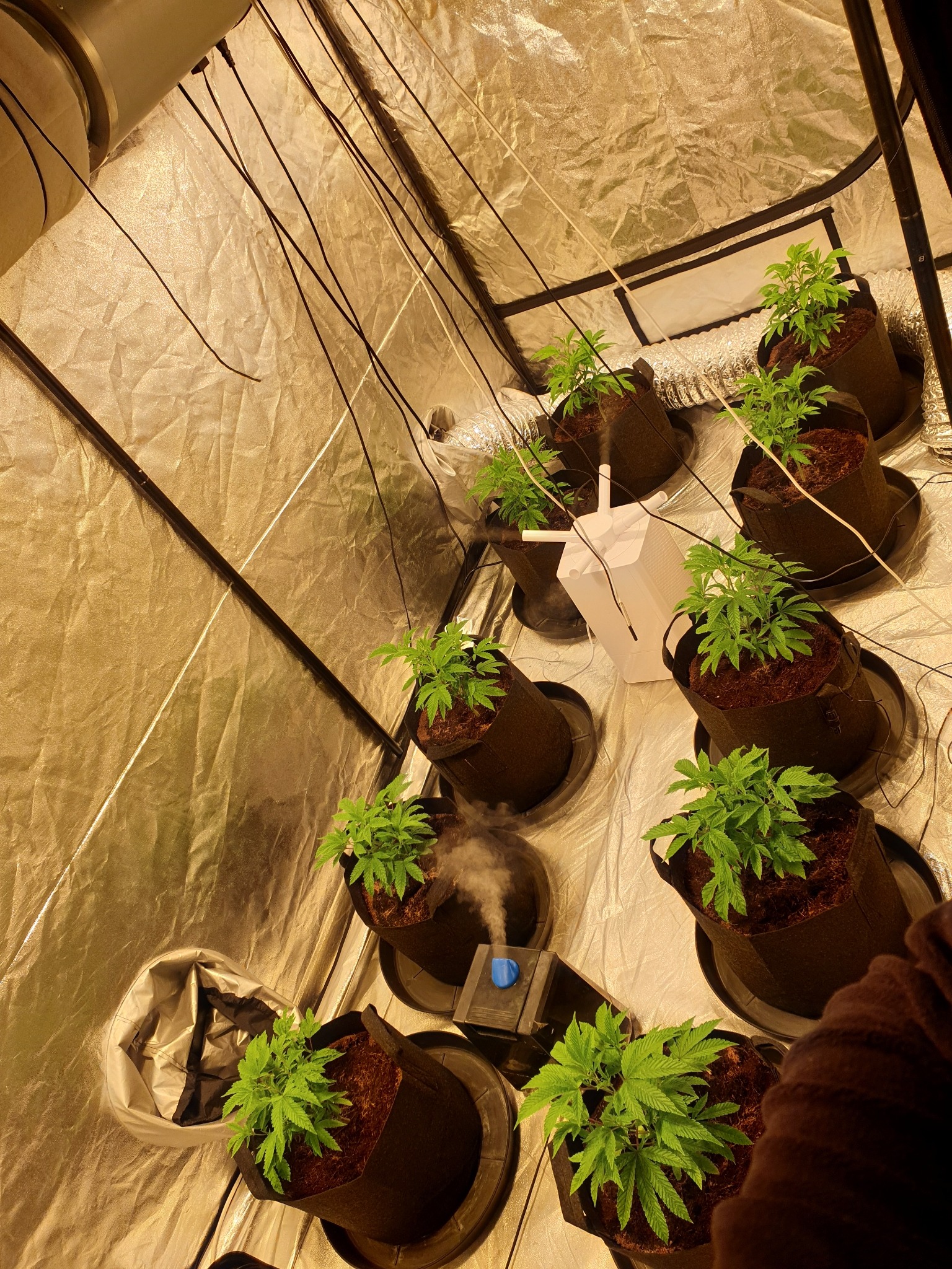Cannabis Grow - SOT