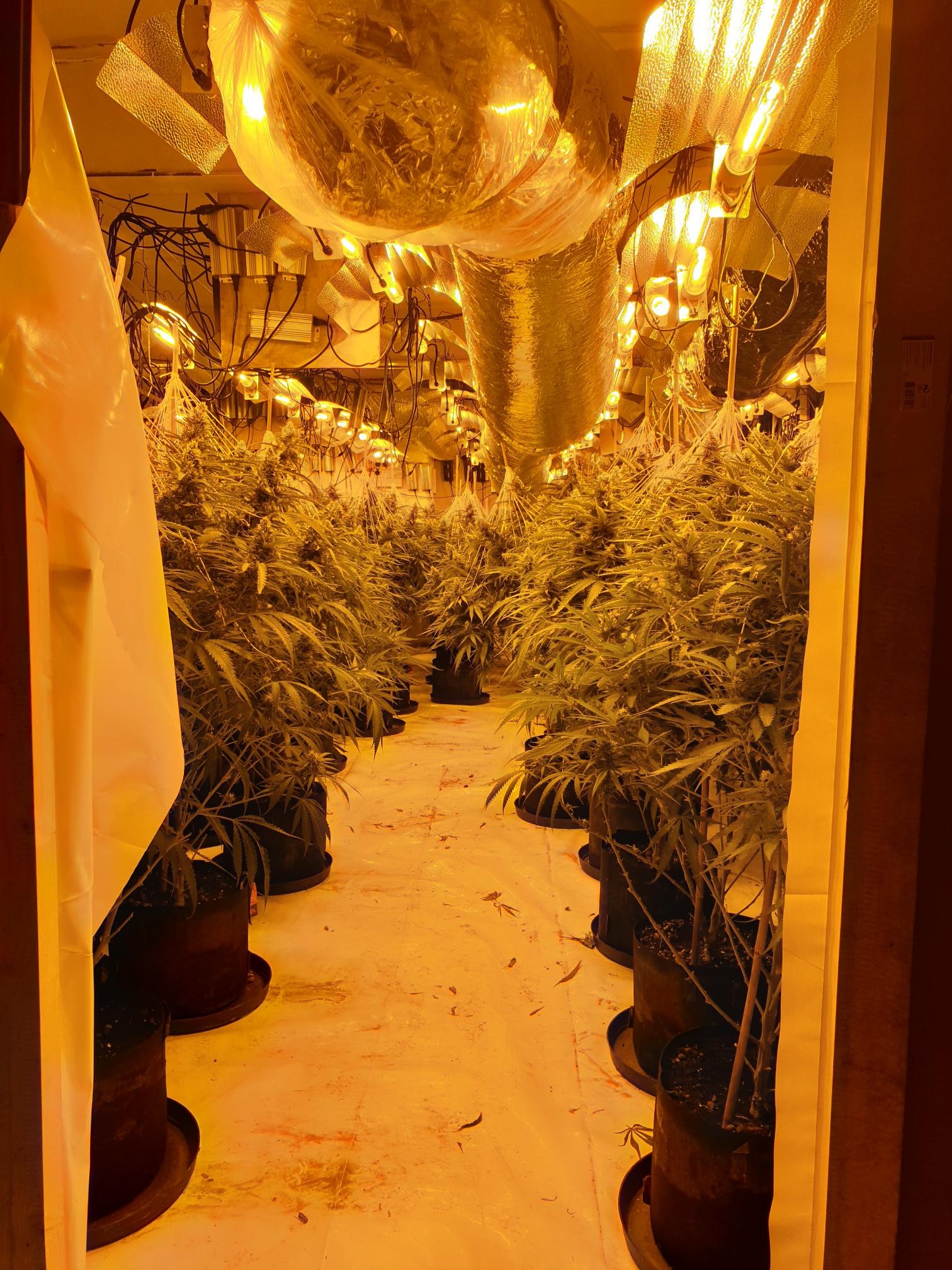 cannabis grow