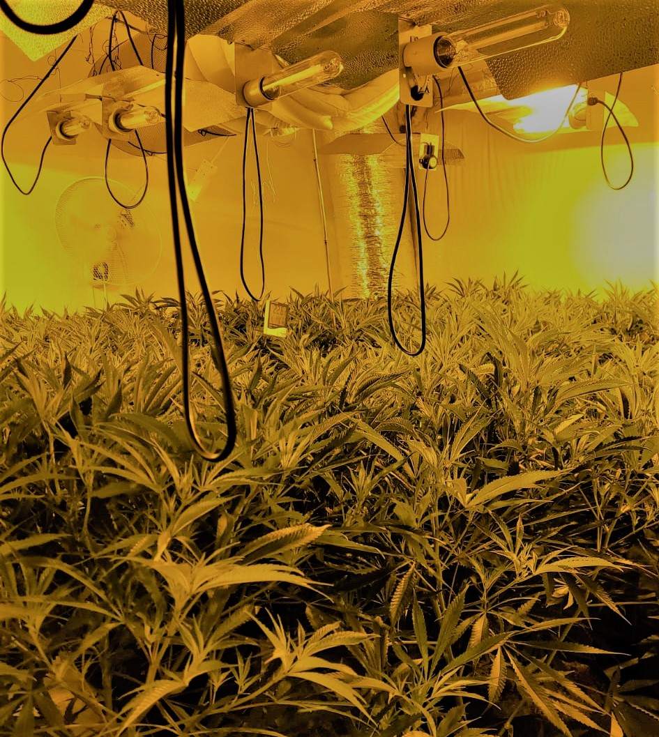 plants