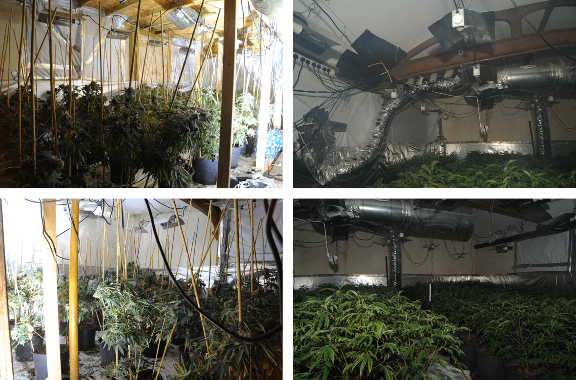 cannabis plants 