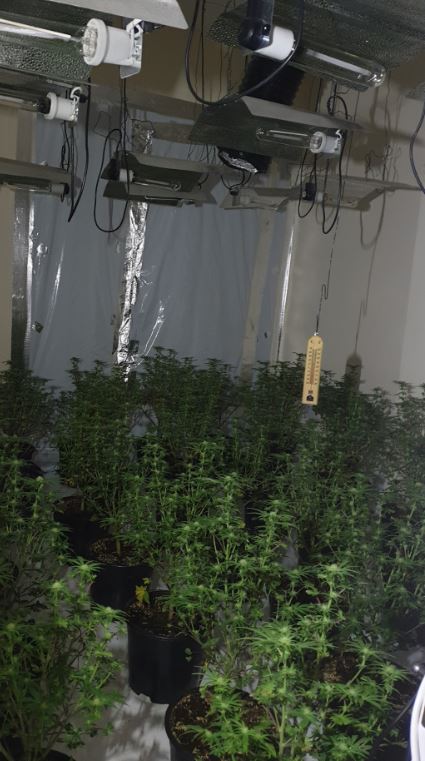 Cannabis find in Birches Head