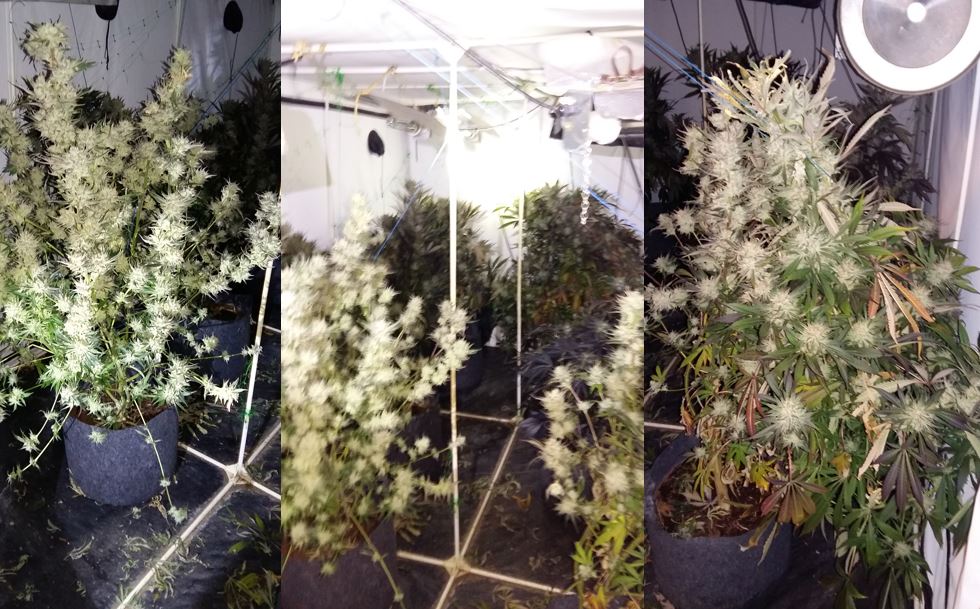 Cannabis found at the property