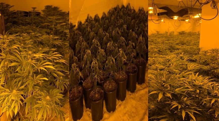 Cannabis grow in Cheddleton