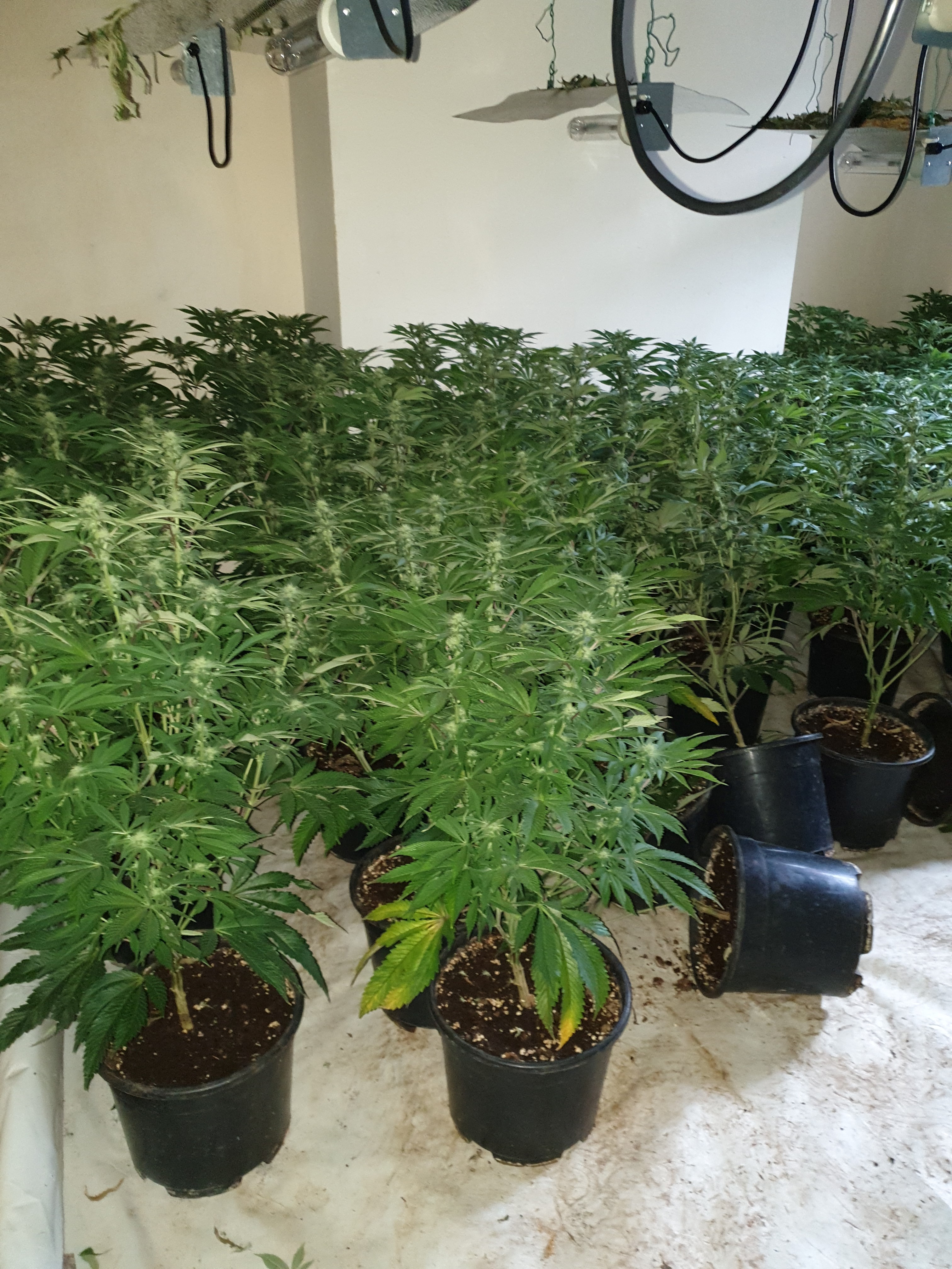 Cannabis was found in the property