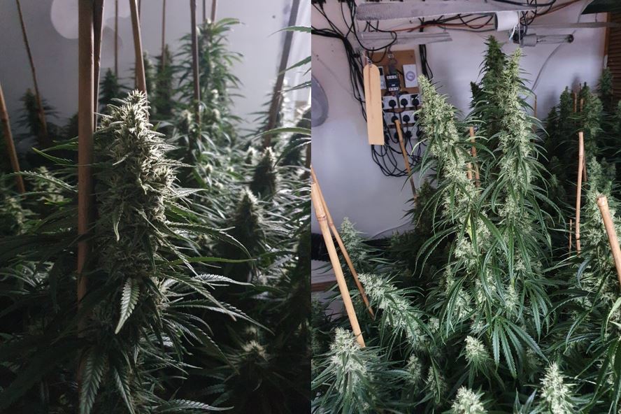Cannabis plants at the property