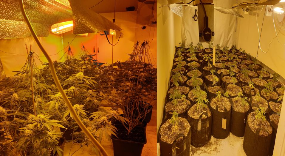Cannabis plants seized in Normacot