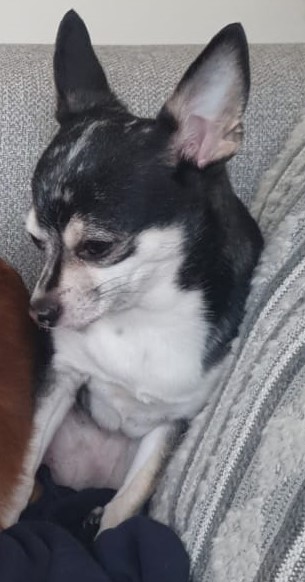 Chihuahua