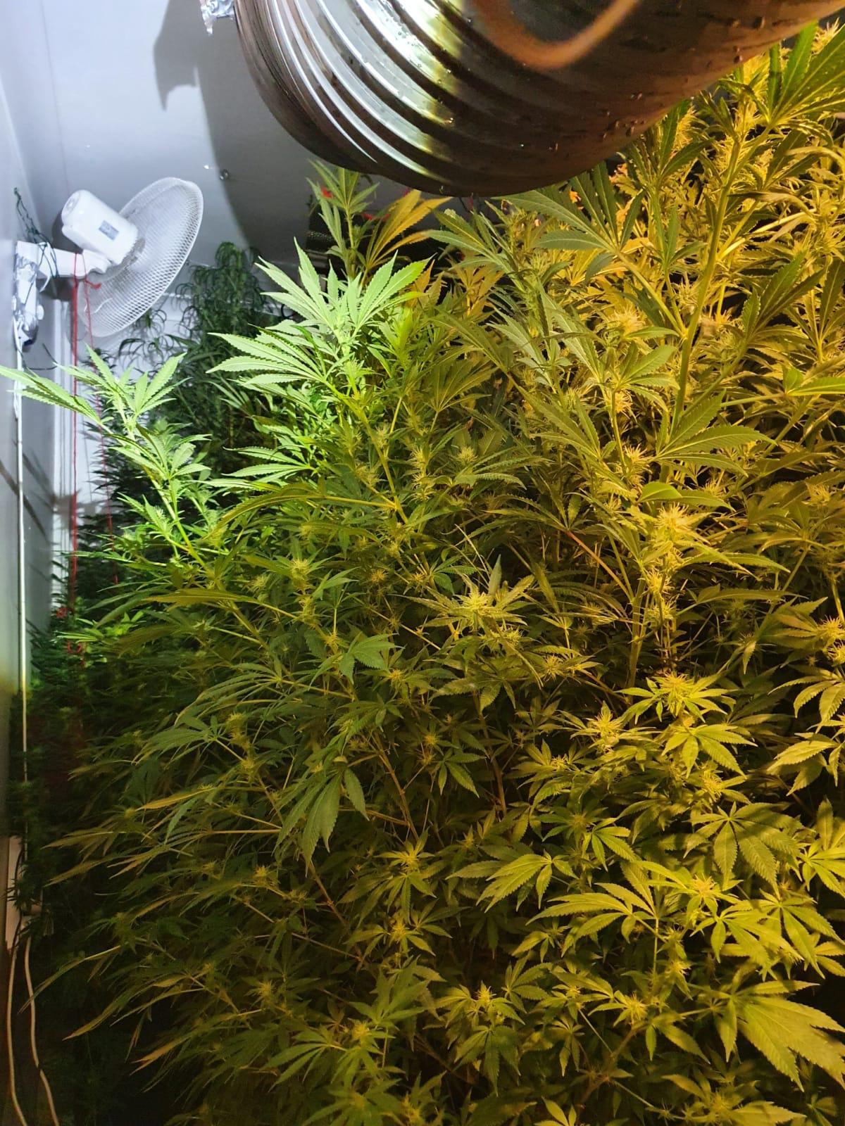 Cannabis plants at the property in Tunstall
