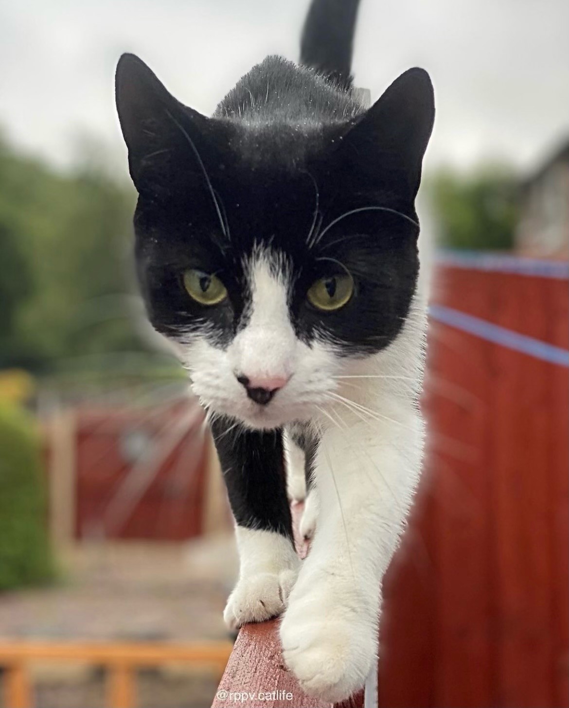 Vinnie