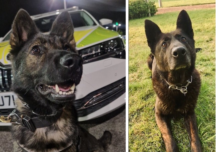 PD Bones and PD Tiger composite